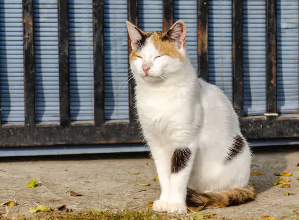 stock image White cat with a colorful tail, sitting in the morning sun.