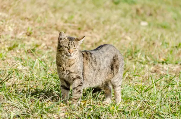 stock image Gray cat with a colorful tail, sitting in the morning sun.