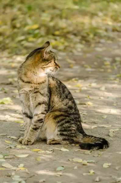 Gri kuyruklu gri kedi, sabah güneşinde oturuyor..