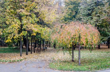 Timisoara, Romania - October 29, 2016: City park in Romania.