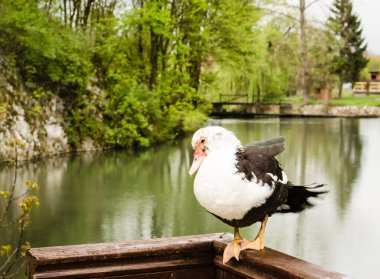 Portrait of a black and white wild duck, on a wooden fence.