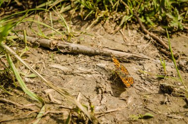 Turuncu-siyah, gündüz kelebeği Vanessa Cardui, ormandaki toprak yolda..