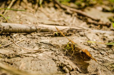 yeşil yaprak üzerinde oturan kelebek.