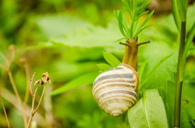 Genç bir tarla salyangozu güneşin aydınlattığı yeşil bir ormanda çimen sapının üzerinde..