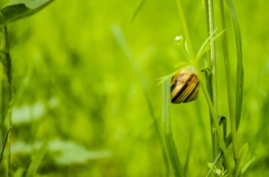 Genç bir tarla salyangozu güneşin aydınlattığı yeşil bir ormanda çimen sapının üzerinde..