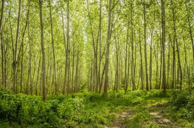 Green young forest illuminated by the sun along the Danube river in the summer period of the year.