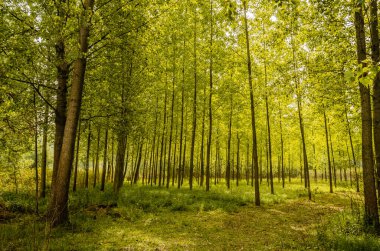 Yılın yaz döneminde Tuna nehri boyunca güneşle aydınlatılan yeşil orman..