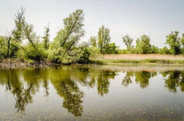 Novi Sad kenti yakınlarındaki sulak arazi manzarası.