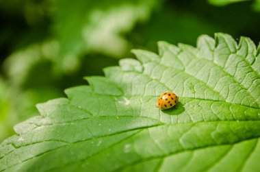 Isırgan yaprağındaki uğur böceğinin yakın plan görüntüsü..
