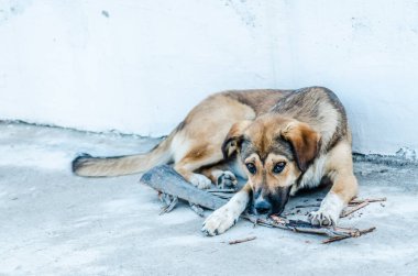 Sarı köpek bahçede dinleniyor ve bir tahta parçasıyla oynuyor..