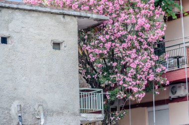 Pembe Neryum. Narin pembe zakkum çiçekleri, yazın Yunan sokaklarında.