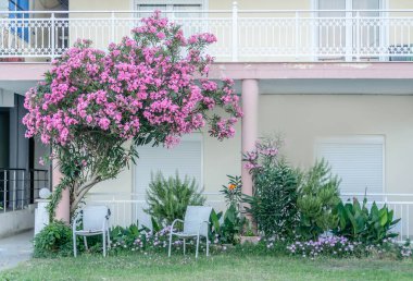 Pembe Neryum. Narin pembe zakkum çiçekleri, yazın Yunan sokaklarında.