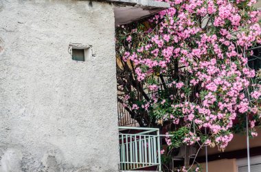 Pembe Neryum. Narin pembe zakkum çiçekleri, yazın Yunan sokaklarında.