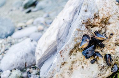 Leoptokary kıyısındaki kayalara yapıştırılmış deniz kabukları. Yunanistan 'ın Leptokarya plajındaki taş.