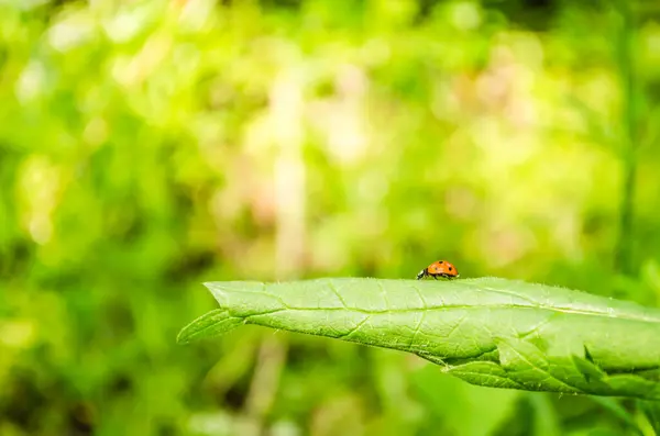 Stock image A close-up view of the ladybug insect on a nettle leaf.