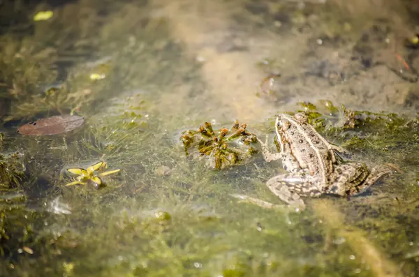 stock image Frog in its natural environment. Green frog on the shore of the swamp.