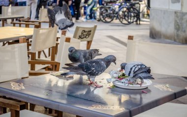 Pecs, Hungary - October 06, 2018: Pigeons on the table restaurants in Pecs