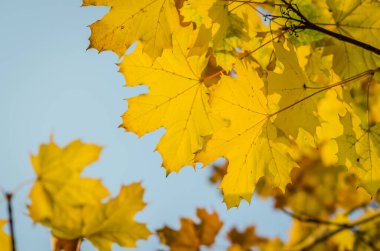 Ağaçların dallarında sarı sonbahar yaprakları.