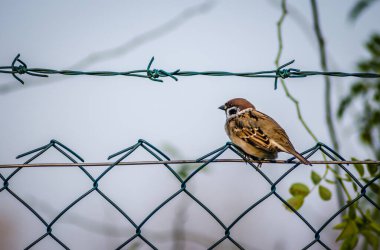 Bir sonbahar günü bir telin üzerinde bir serçe..