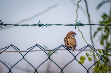Bir sonbahar günü bir telin üzerinde bir serçe..