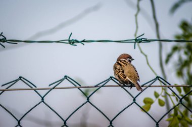 Bir sonbahar günü bir telin üzerinde bir serçe..