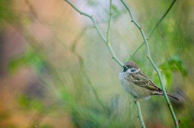 Güneşli bir sonbahar gününde vahşi bir gül bitkisinin dalında fidanlıkta bir serçe..