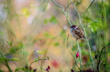 Güneşli bir sonbahar gününde vahşi bir gül bitkisinin dalında fidanlıkta bir serçe..