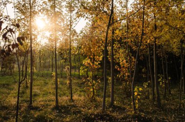Genç ağaçlar, fidanlar, fidanlıklardaki yapraklı ağaçlar.