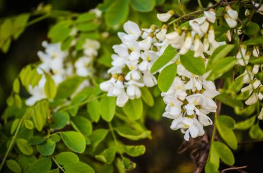Zengin çiçekler akasya-Robinia psödoacia. Bal arıları için bir nektar kaynağı..