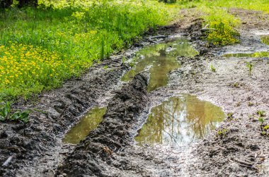 Sırbistan 'ın Novi Sad kentinin Petrovaradin kenti yakınlarındaki Tuna Nehri kıyısındaki orman.