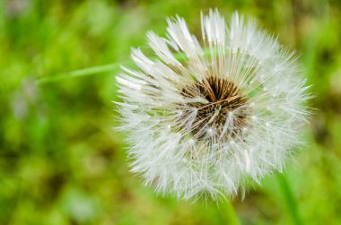 Bahar otlarıyla çevrili beyaz karahindiba çiçeği..