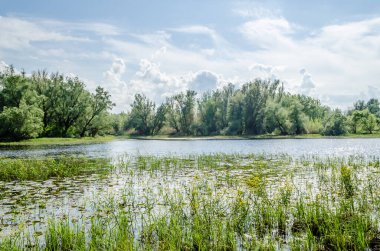 Sırbistan 'ın Novi Sad kenti yakınlarındaki bataklığın panoramik manzarası