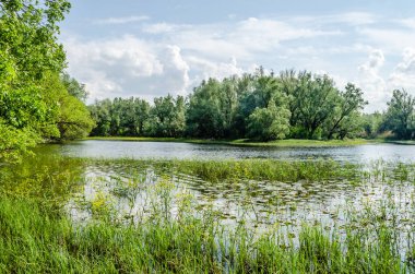 Sırbistan 'ın Novi Sad kenti yakınlarındaki bataklığın panoramik manzarası