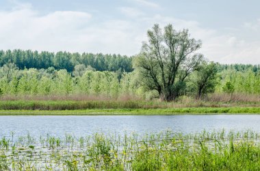 Sırbistan 'ın Novi Sad kenti yakınlarındaki bataklığın panoramik manzarası