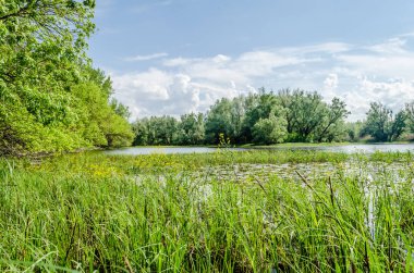 Sırbistan 'ın Novi Sad kenti yakınlarındaki bataklığın panoramik manzarası