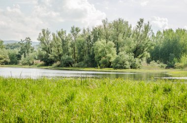 Sırbistan 'ın Novi Sad kenti yakınlarındaki bataklığın panoramik manzarası