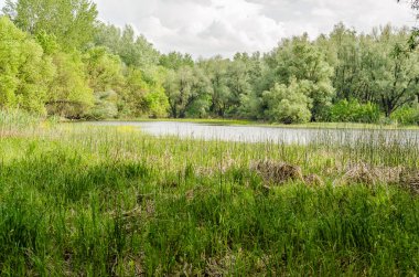 Sırbistan 'ın Novi Sad kenti yakınlarındaki bataklığın panoramik manzarası