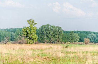 Sırbistan 'ın Novi Sad kenti yakınlarındaki bataklığın panoramik manzarası