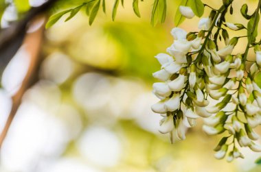 Zengin çiçekler akasya-Robinia psödoacia. Bal arıları için bir nektar kaynağı..