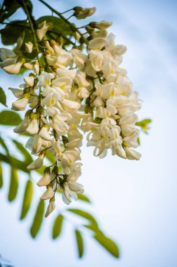 Zengin çiçekler akasya-Robinia psödoacia. Bal arıları için bir nektar kaynağı..
