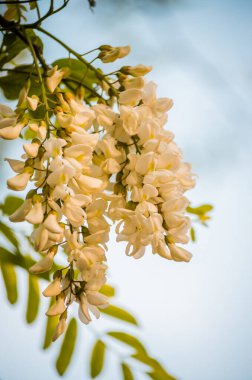 Zengin çiçekler akasya-Robinia psödoacia. Bal arıları için bir nektar kaynağı..