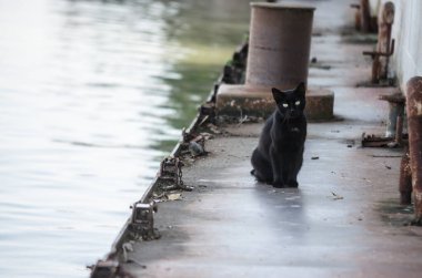 Eski bir tankerin enkazında Kara Kedi portresi.