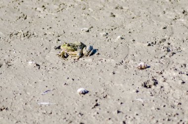 Tuna 'nın kumlu kıyılarında nehir kurbağası.