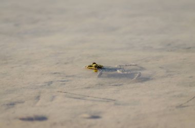 River frog on the sandy banks of the Danube. clipart