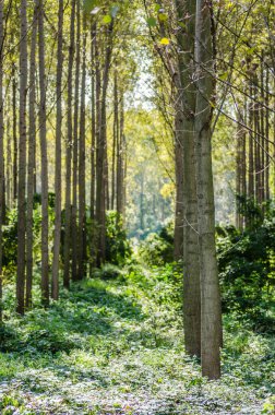 Kavak ağaçlarından oluşan genç yeşil bir orman, yaz sabahı güneşiyle aydınlanıyor..