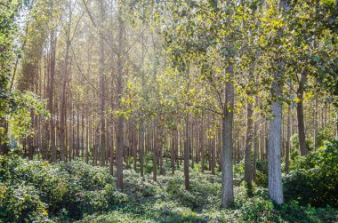 Kavak ağaçlarından oluşan genç yeşil bir orman, yaz sabahı güneşiyle aydınlanıyor..