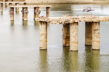 Eski köprünün sütunları Tuna 'nın sularına bakıyor..