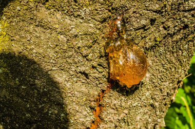 Sırbistan 'ın Novi Sad kentindeki kiraz ağaçlarının kabuğunda sakız yığınları.