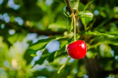 Ağaç gölgesinde olgun kirazlar.