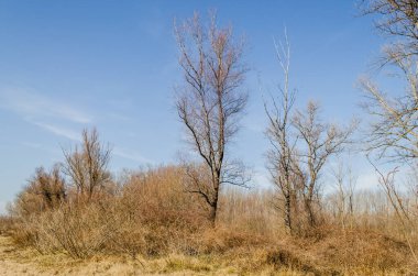 Çimlerle ve sonbahar ağaçlarıyla kaplı bir bataklığın kıyısına bak..